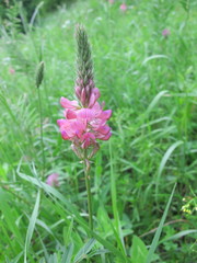Onobrychis viciifolia