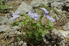 Viola sieheana