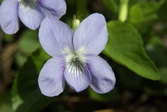 Viola sieheana