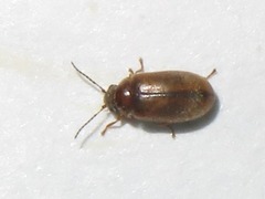 Contacyphon laevipennis