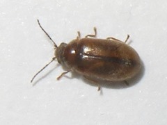 Contacyphon laevipennis