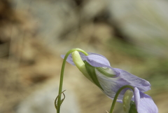 Viola sieheana