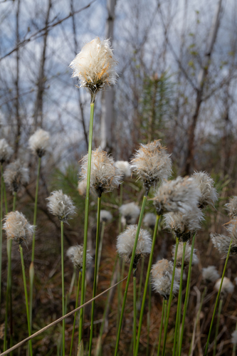 tussock cottongrass