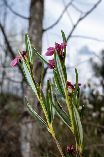 Wild Rosemary