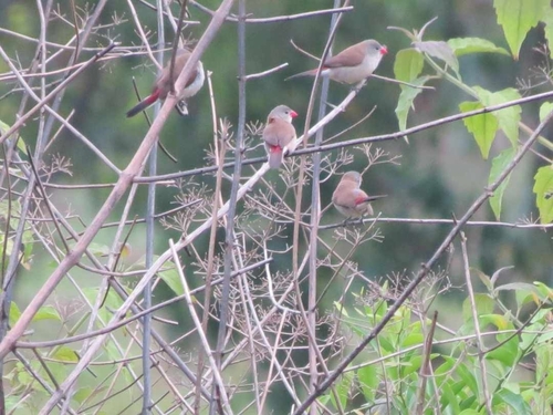 Fawn-breasted Waxbill