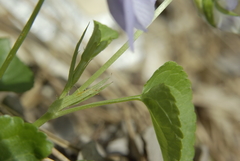 Viola sieheana