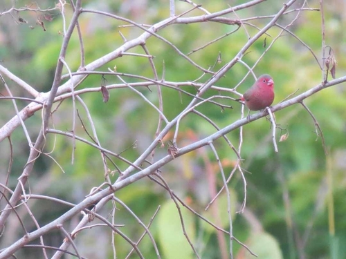 Red-billed Firefinch