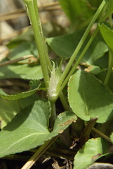 Viola sieheana