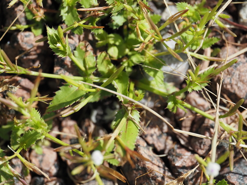 Bonnaya ciliata, photograph 5