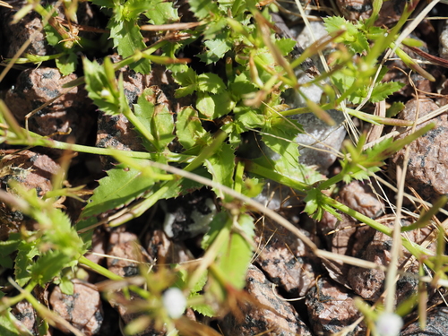 Bonnaya ciliata, photograph 4