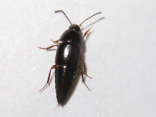 Tachinus rufipes, Leidschendam, Nederland, photo 8 of 10