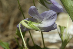 Viola sieheana