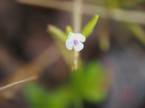 Bonnaya ciliata, photograph 6