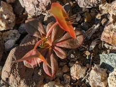 Oxytheca perfoliata
