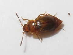 Anthobium unicolor