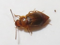 Anthobium unicolor
