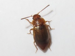 Anthobium unicolor