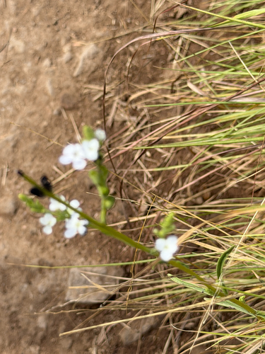 Buchnera tomentosa (Buchnera tomentosa)