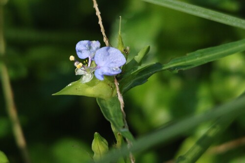 Commelina erecta