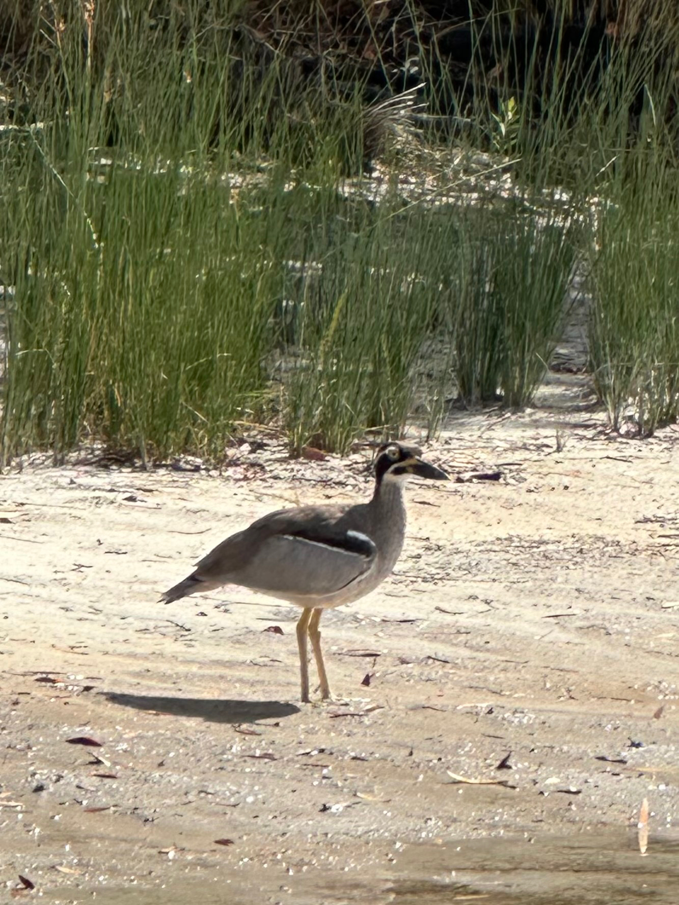 Beach Stone-curlew (Esacus magnirostris), photo 3