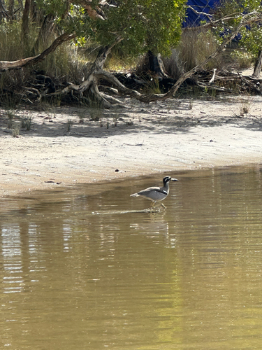 Beach Stone-curlew (Esacus magnirostris), photo 3