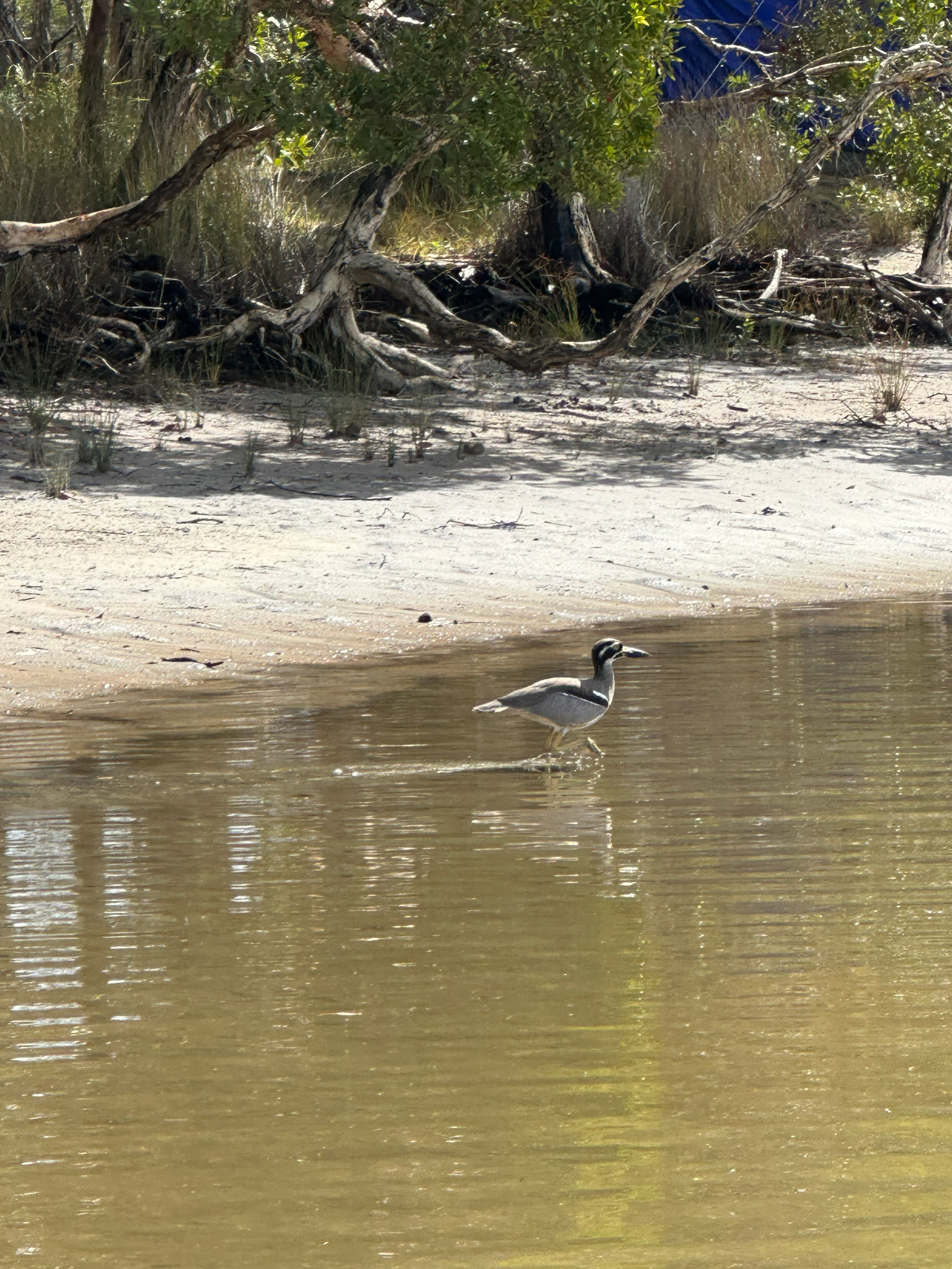 Beach Stone-curlew (Esacus magnirostris), photo 4