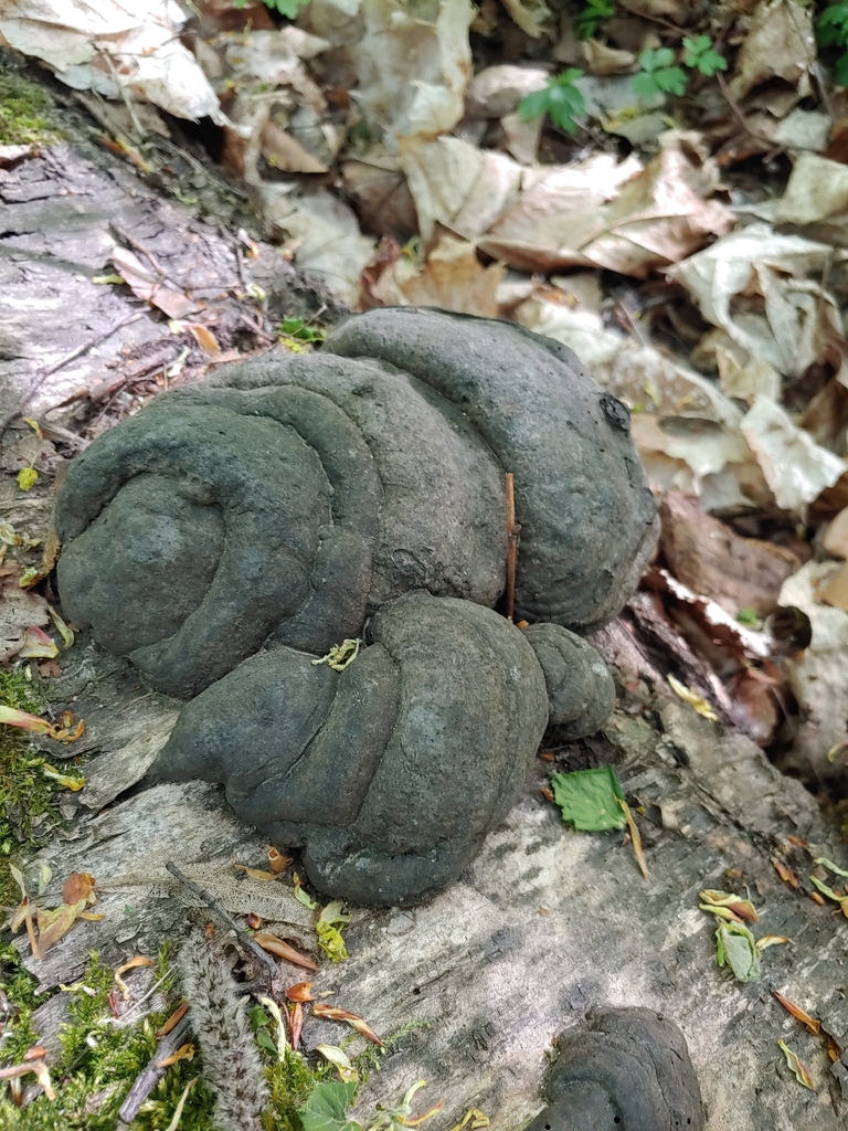 Fomes fomentarius · April 2026 · photo: © olya-bevkh (iNaturalist, cc-by)