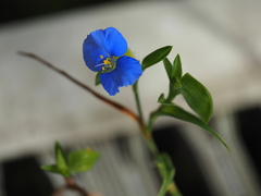 Commelina ensifolia, photograph (c) Josh, some rights reserved (CC BY)