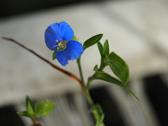 Commelina ensifolia, photograph (c) Josh, some rights reserved (CC BY)