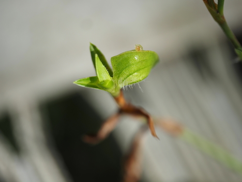 Commelina ensifolia, photograph 5