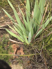 author not stated, no rights reserved Watsonia fourcadei, photograph author not stated, no rights reserved