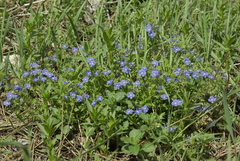 Veronica umbrosa