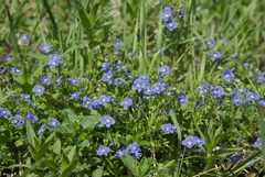 Veronica umbrosa