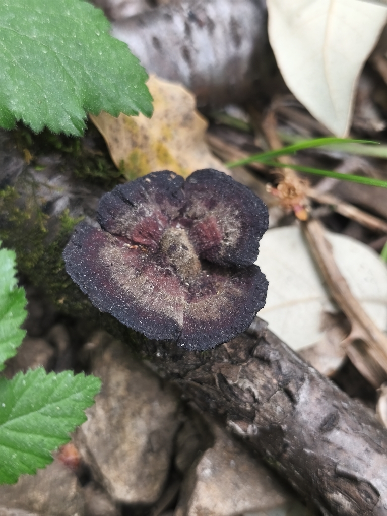 Daedaleopsis confragosa tricolor · April 2026 · photo: © mycototor (iNaturalist, cc-by)