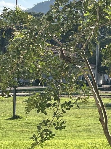 Chalk-browed Mockingbird