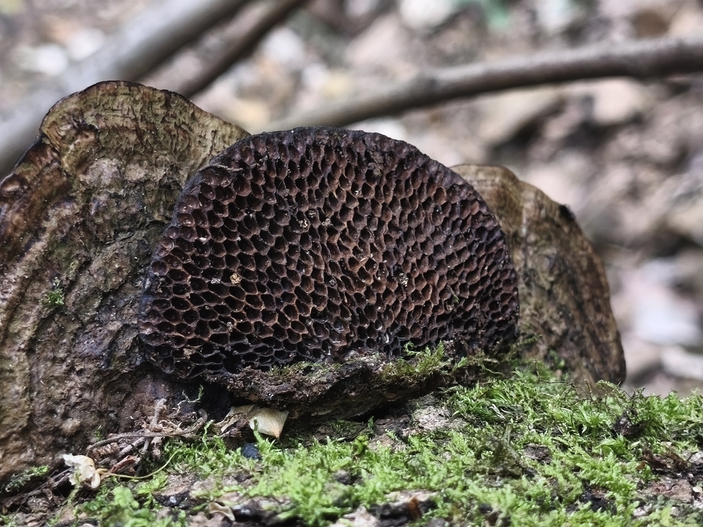Hexagonia nitida · April 2026 · photo: © mycototor (iNaturalist, cc-by)