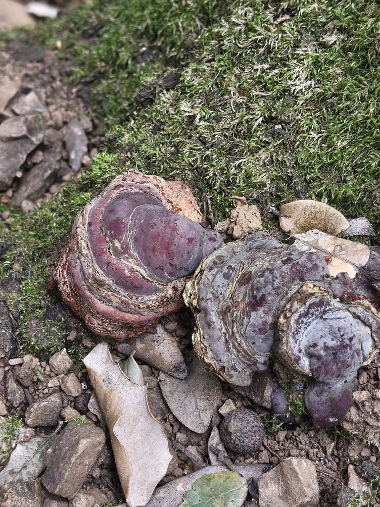 Ganoderma lucidum · April 2026 · photo: © mycototor (iNaturalist, cc-by)