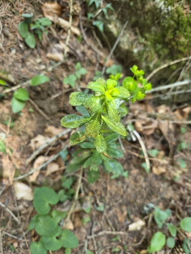 Endophyllum euphorbiae-sylvaticae, 2026-04-27