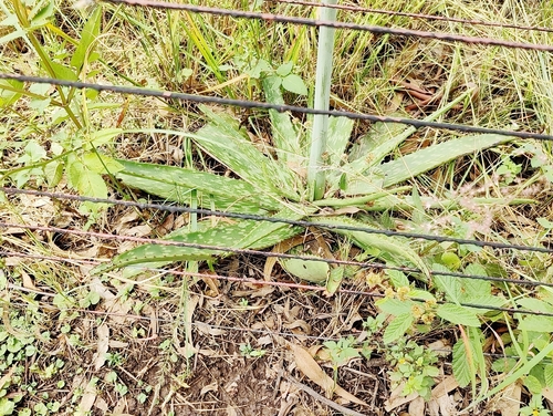 Aloe lugardiana Baker