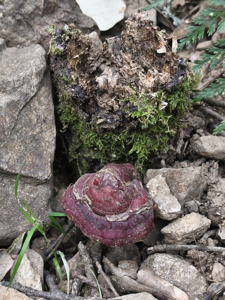 Ganoderma lucidum · April 2026 · photo: © mycototor (iNaturalist, cc-by)