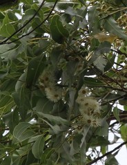 Eucalyptus urophylla