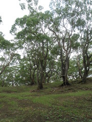 Eucalyptus urophylla