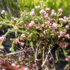 Erica brachycentra