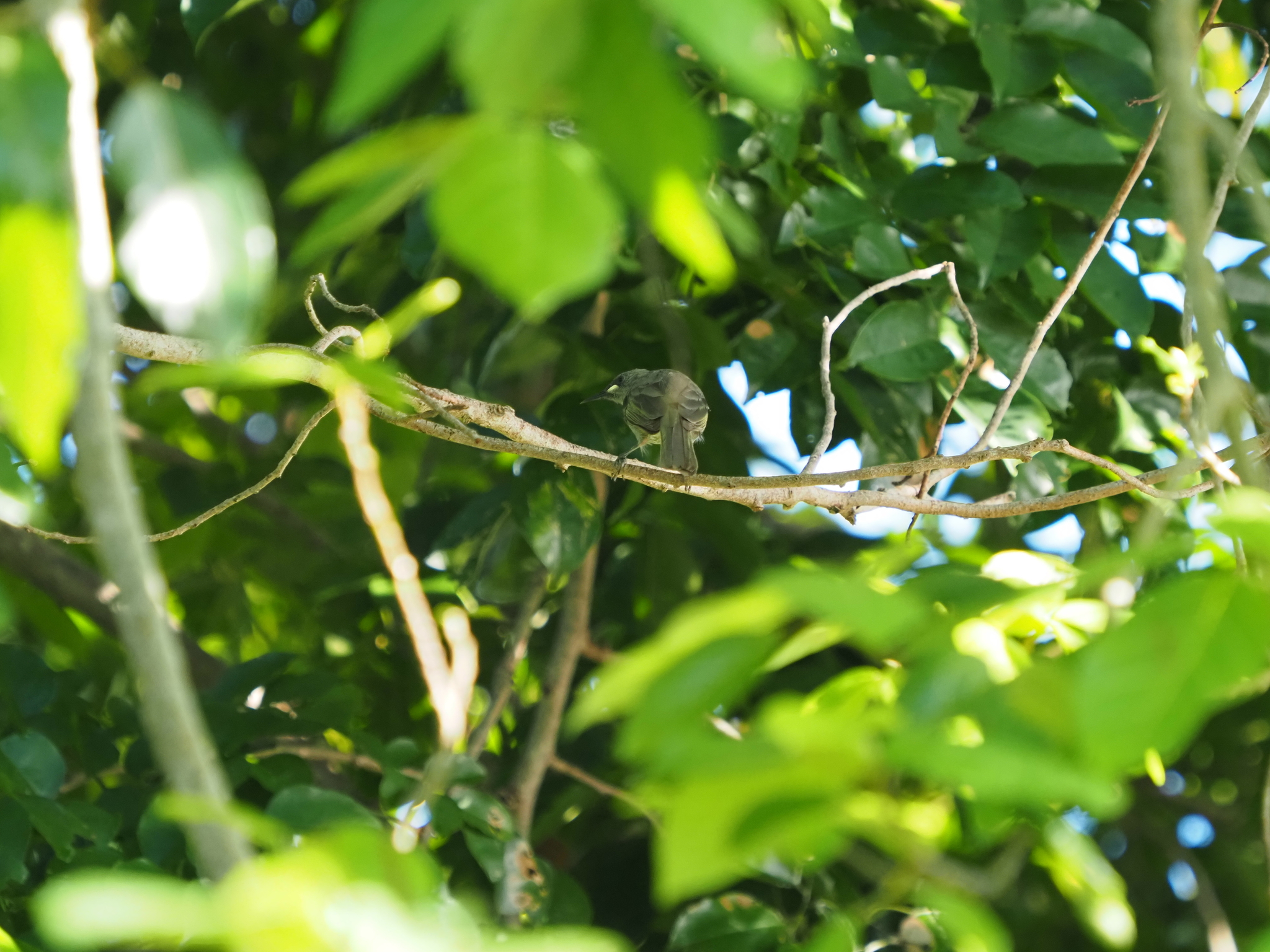 White-gaped Honeyeater (Stomiopera unicolor), photo 9