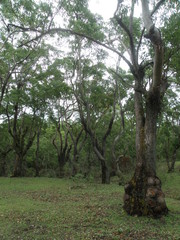 Eucalyptus urophylla