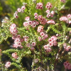 Erica brachycentra