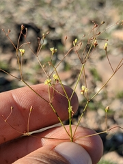 Eriogonum pusillum