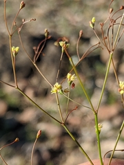 Eriogonum pusillum