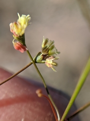 Eriogonum pusillum
