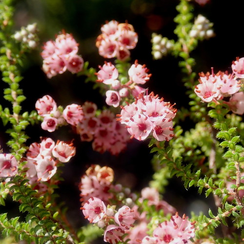 Image of Wide Heath (Erica brachycentra) by no rights reserved